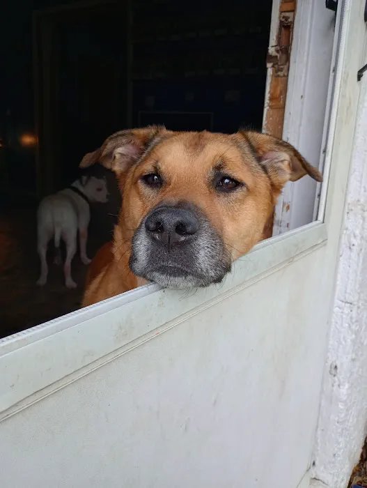 Butler Animal Clinic Inc Picture 2