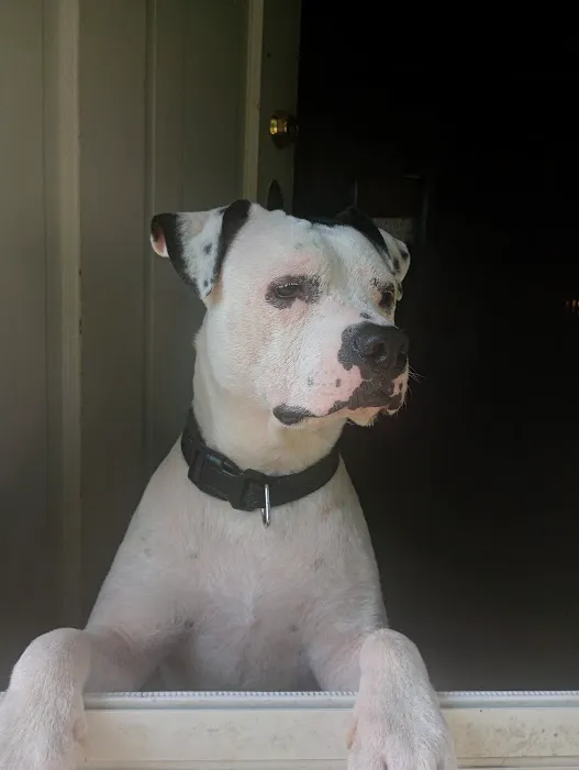 Butler Animal Clinic Inc Picture 4