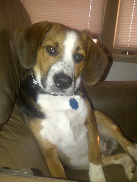 Butler Animal Clinic Inc Picture 5