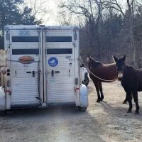 Osceola Veterinary Clinic ico