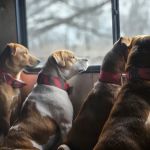 Bates County Veterinary Clinic