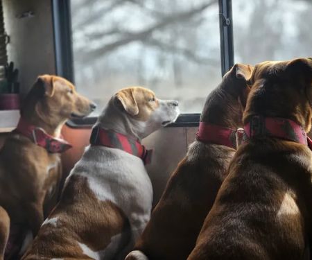 Bates County Veterinary Clinic