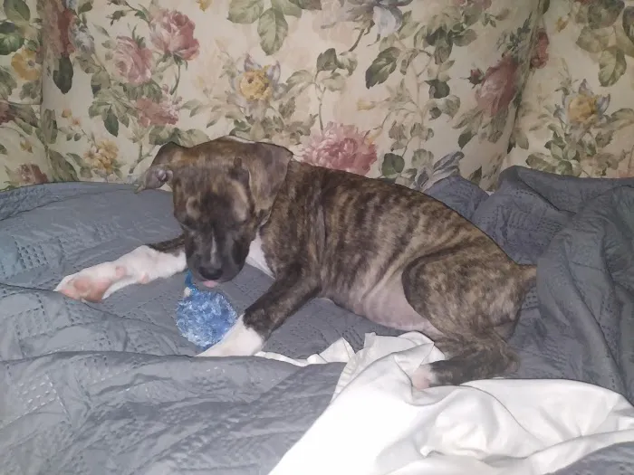 Bates County Veterinary Clinic Picture 8