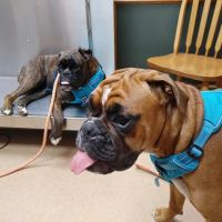 Southland Animal Hospital ico