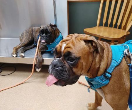 Southland Animal Hospital