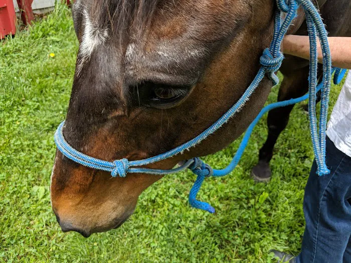 Cook Veterinary Services Picture 1