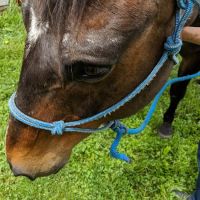 Cook Veterinary Services ico