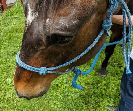 Cook Veterinary Services