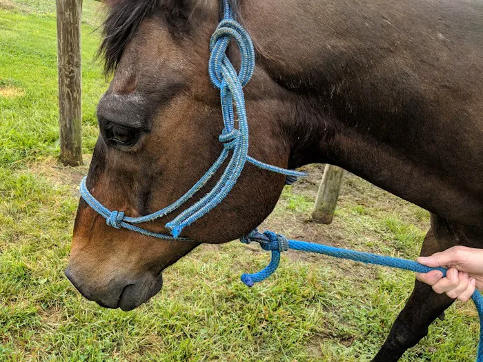 Cook Veterinary Services Picture 2