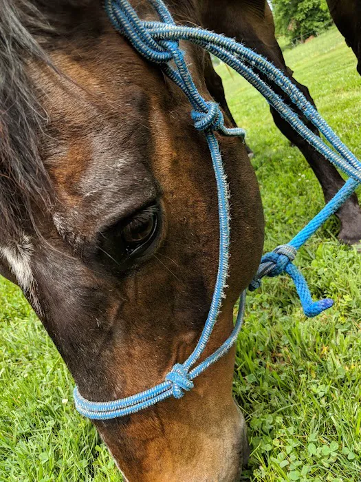 Cook Veterinary Services Picture 3