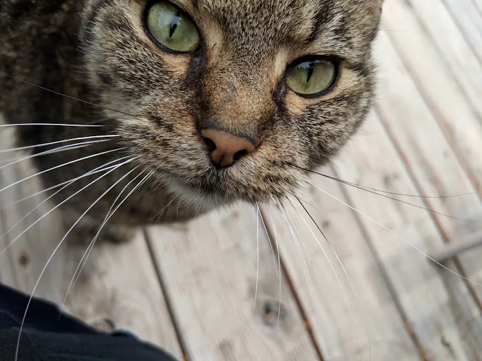 Cook Veterinary Services Picture 4