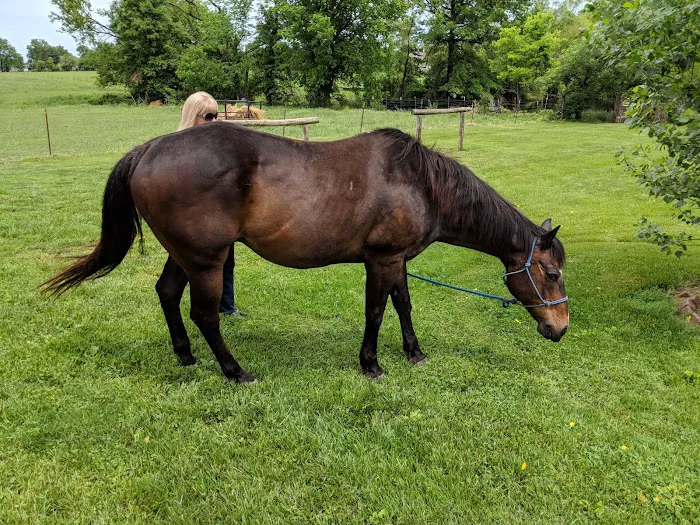 Cook Veterinary Services Picture 6