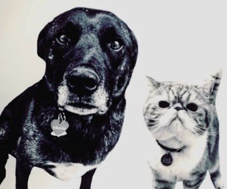 Kling Veterinary Clinic