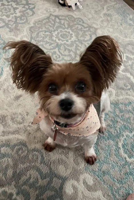 Kling Veterinary Clinic Picture 4