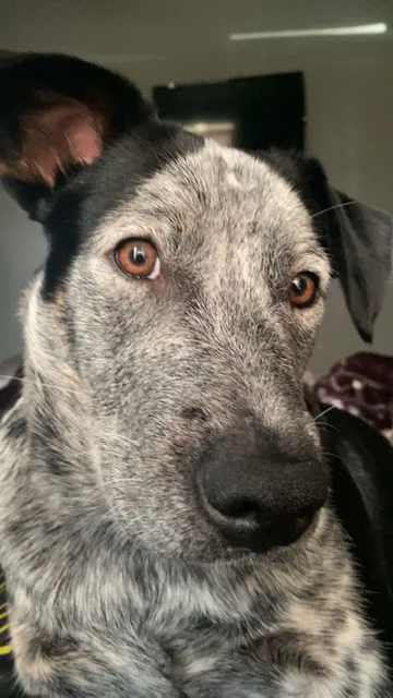 Kling Veterinary Clinic Picture 6