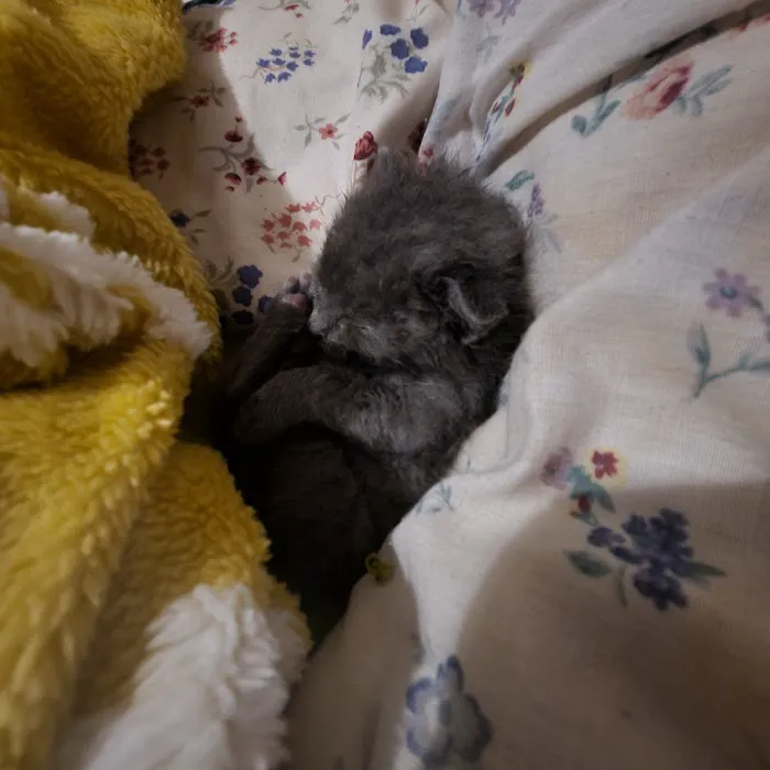 Kling Veterinary Clinic Picture 9