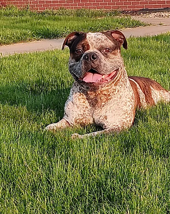 Beaver Creek Veterinary Services PC Picture 2