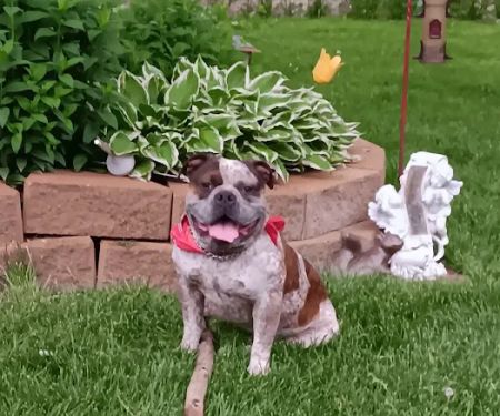 Beaver Creek Veterinary Services PC