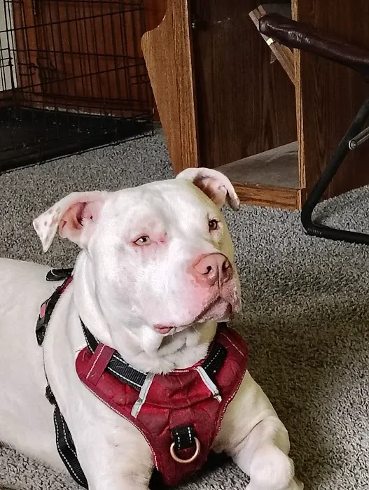 Aid Animal Hospital Picture 3