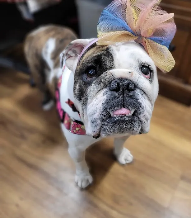 Aid Animal Hospital Picture 9