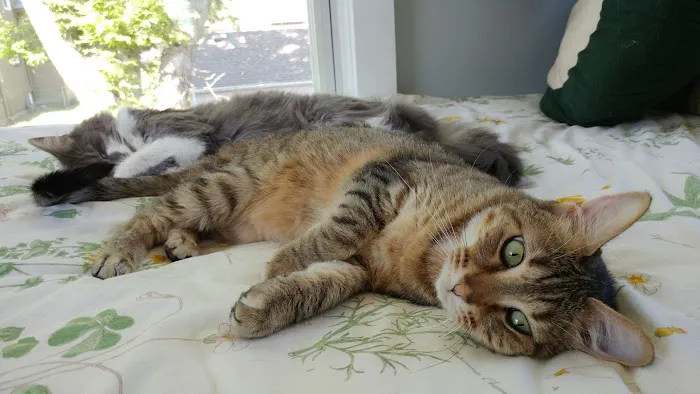 Aid Animal Hospital Picture 6