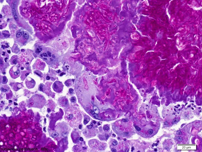 Innovative Vet Path Picture 4