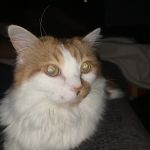 Banfield Pet Hospital