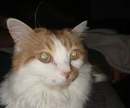 Banfield Pet Hospital