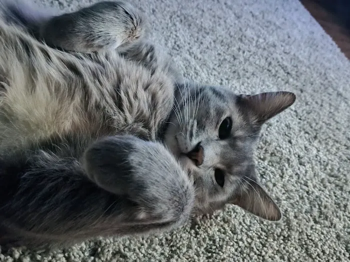 Banfield Pet Hospital Picture 4