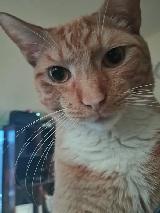 Banfield Pet Hospital Picture 6