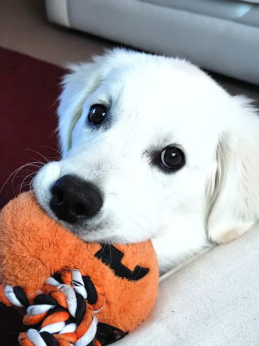 Banfield Pet Hospital Picture 3