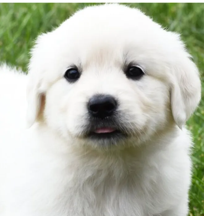 Banfield Pet Hospital Picture 10