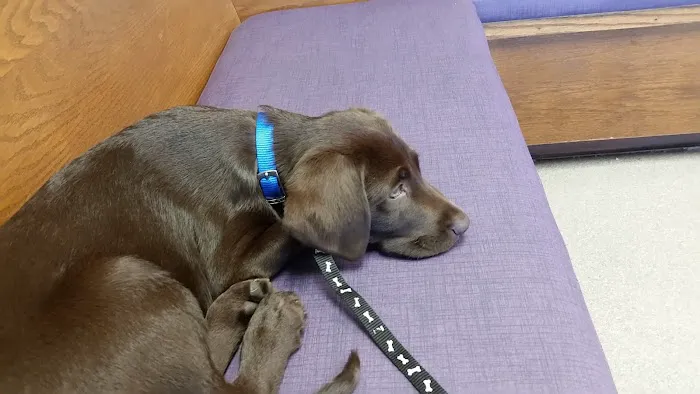 Prairie Village Animal Hospital Picture 7