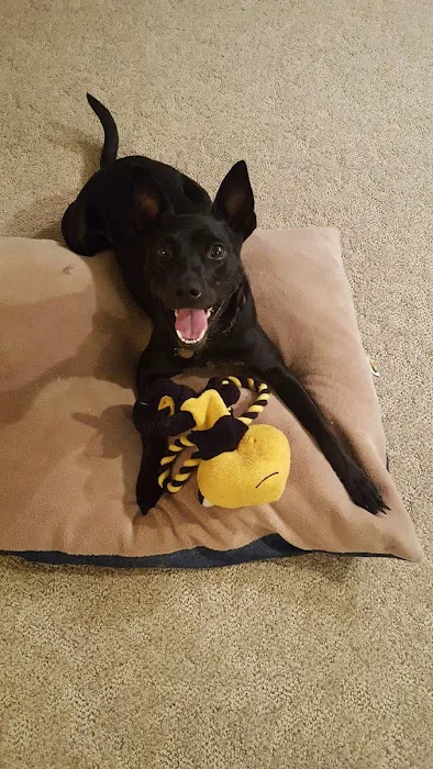 Prairie Village Animal Hospital Picture 9