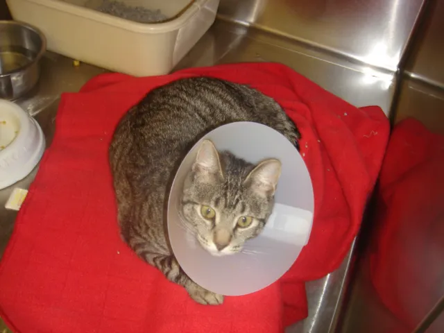 Somerset Animal Hospital Picture 1