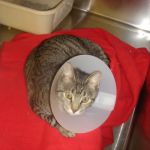 Somerset Animal Hospital