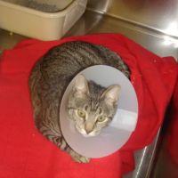 Somerset Animal Hospital ico