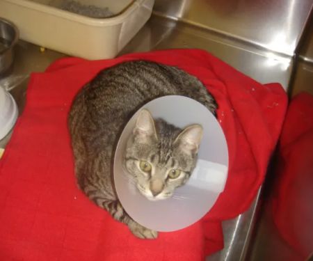 Somerset Animal Hospital