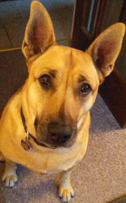 Somerset Animal Hospital Picture 10