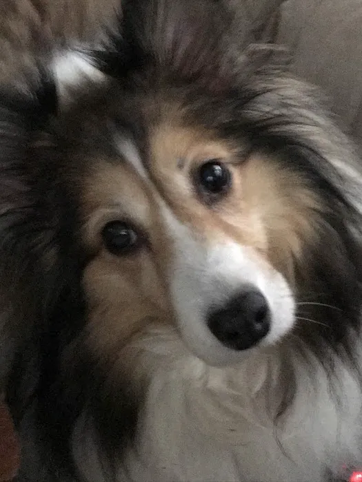 Somerset Animal Hospital Picture 7