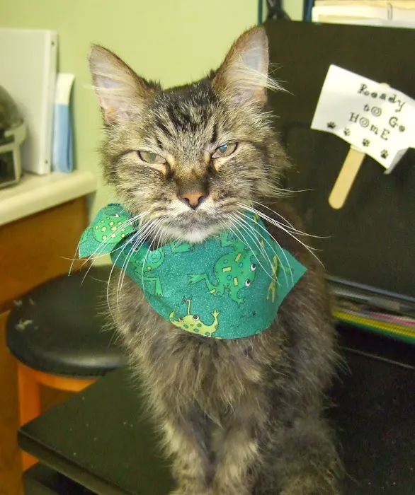 Overland Park Veterinary Center Picture 2