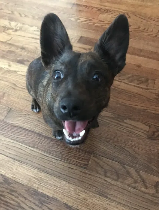 Overland Park Veterinary Center Picture 1