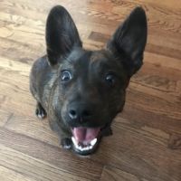 Overland Park Veterinary Center ico