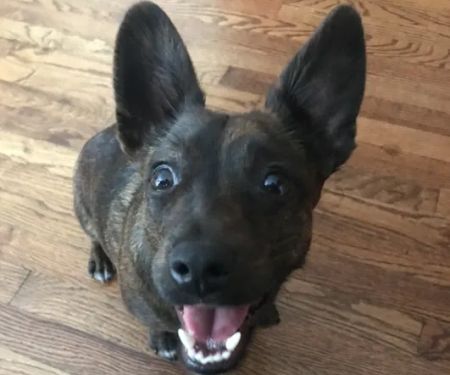 Overland Park Veterinary Center