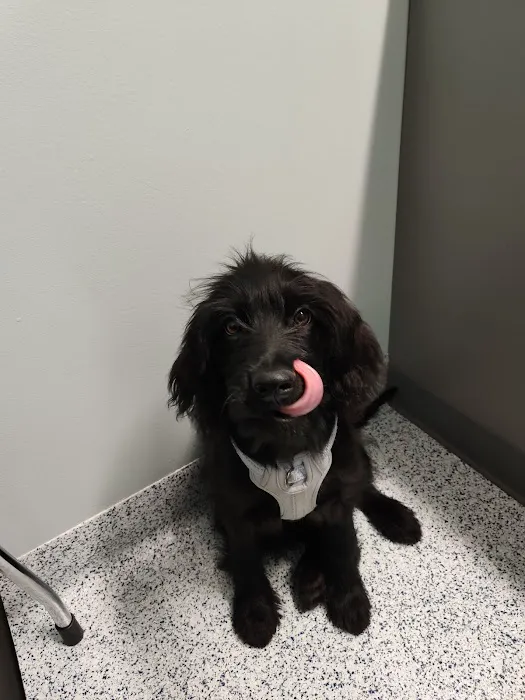 Overland Park Veterinary Center Picture 6