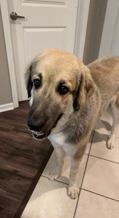 Overland Park Veterinary Center Picture 3