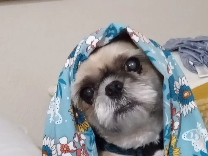 Overland Park Veterinary Center Picture 5