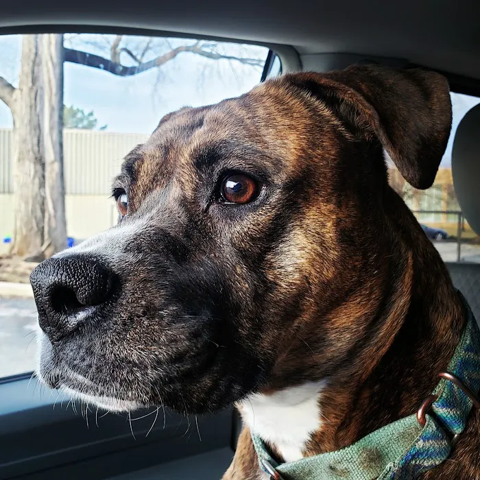 Overland Park Veterinary Center Picture 7