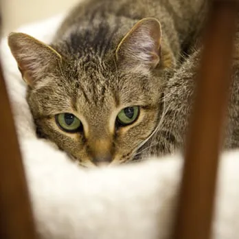 Cherokee Cat Clinic Picture 3