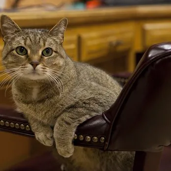 Cherokee Cat Clinic Picture 4